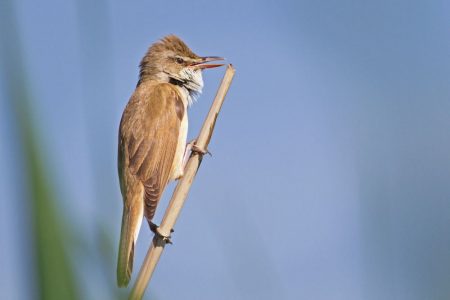 IMG_2518-1